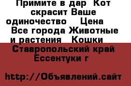 Примите в дар. Кот скрасит Ваше одиночество. › Цена ­ 0 - Все города Животные и растения » Кошки   . Ставропольский край,Ессентуки г.